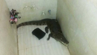 Našli krokodila u podrumu osumnjičenog, zoo vrt ga neće