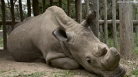 Uginuo poslednji severni beli nosorog na planeti